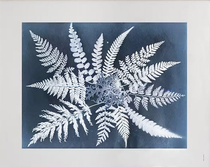 Fern star Poster, 40 x 50cm Fine Little Day