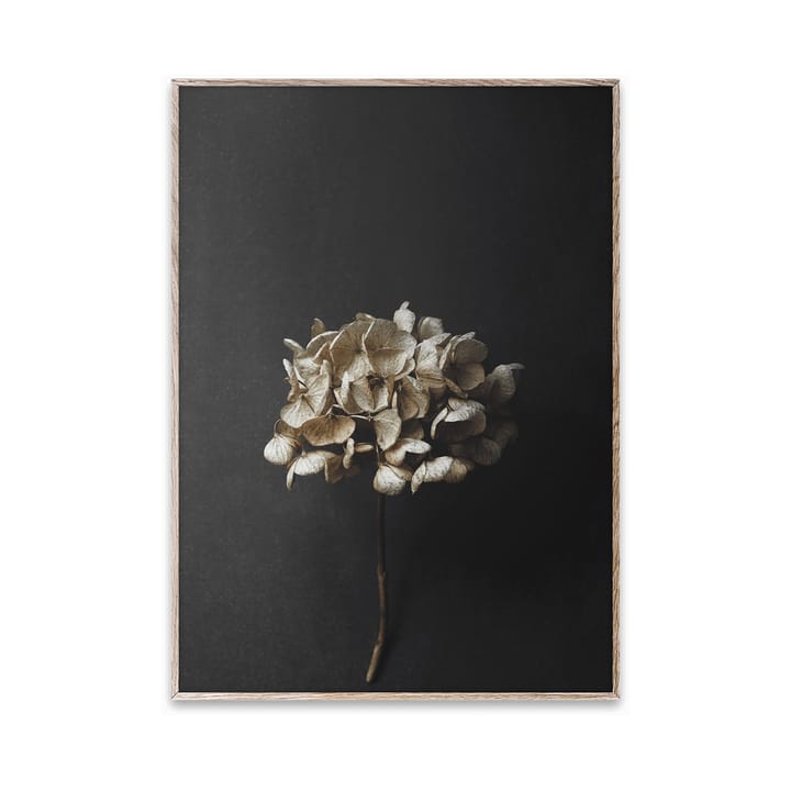 Still Life 04 Hydrangea Poster, 30 x 40cm Paper Collective